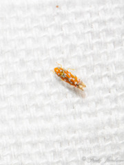 Erythroneura rubra