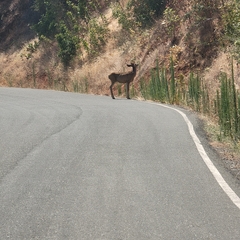 Odocoileus hemionus californicus