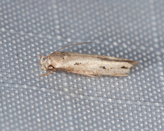 Mompha brevivittella