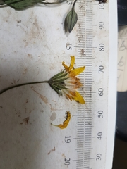 Arnica lonchophylla
