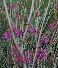 Hakea rhombales