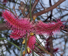 Hakea francisiana