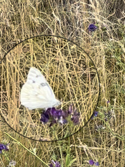 Pontia occidentalis