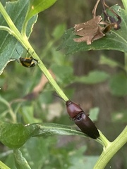 Parallelostethus attenuatus