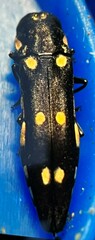 Agrilus auroguttatus