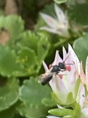 Hylaeus leptocephalus