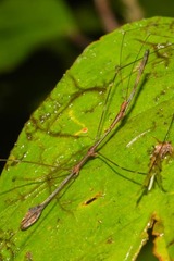 Ghilianella clavellata