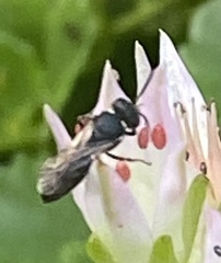 Hylaeus leptocephalus