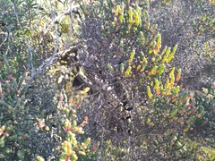 Tecticornia arbuscula