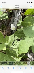 Pieris rapae