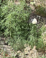 Pieris