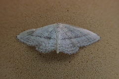 Idaea mediaria