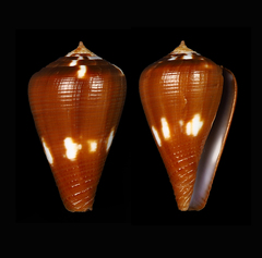 Conus coffeae