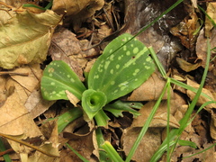 Stenorrhynchos speciosum