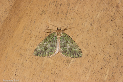 Austrocidaria callichlora