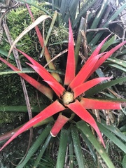 Aechmea recurvata