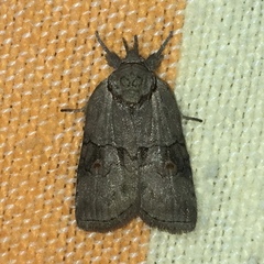 Nycteola