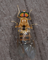 Sargus elegans