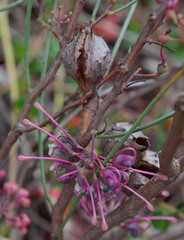 Hakea rhombales