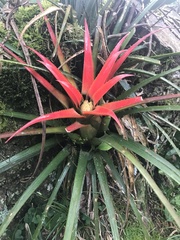 Aechmea recurvata