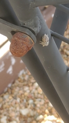 Phidippus mystaceus