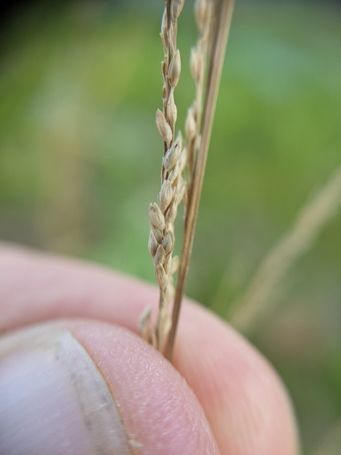 coleataenia longifolia