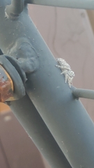 Phidippus mystaceus