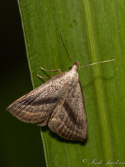 Macrochilo hypocritalis