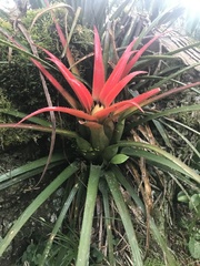 Aechmea recurvata