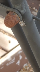 Phidippus mystaceus