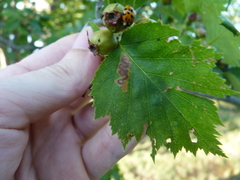 Stigmella oxyacanthella