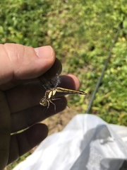 Libellula cyanea