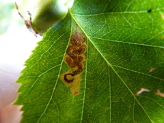 Stigmella oxyacanthella