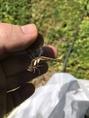Libellula cyanea