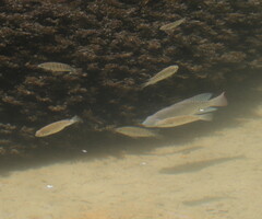 Oreochromis aureus
