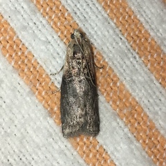 Sciota subcaesiella