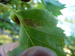 Stigmella oxyacanthella