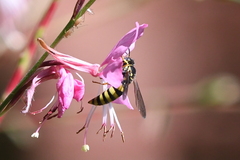 Bicyrtes capnopterus