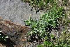 Salix petrophila
