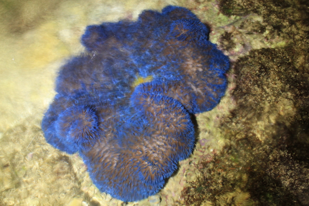 Photo of Giant carpet anemone (Stichodactyla gigantea)