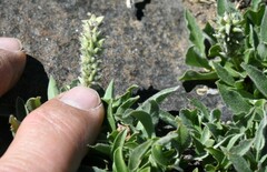 Salix petrophila
