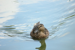 Anas platyrhynchos