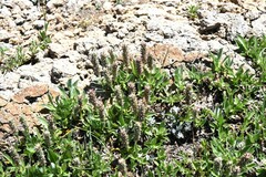 Salix petrophila