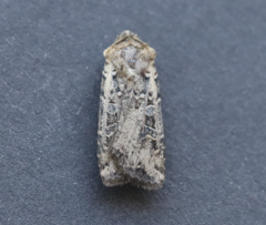 Euxoa ochrogaster