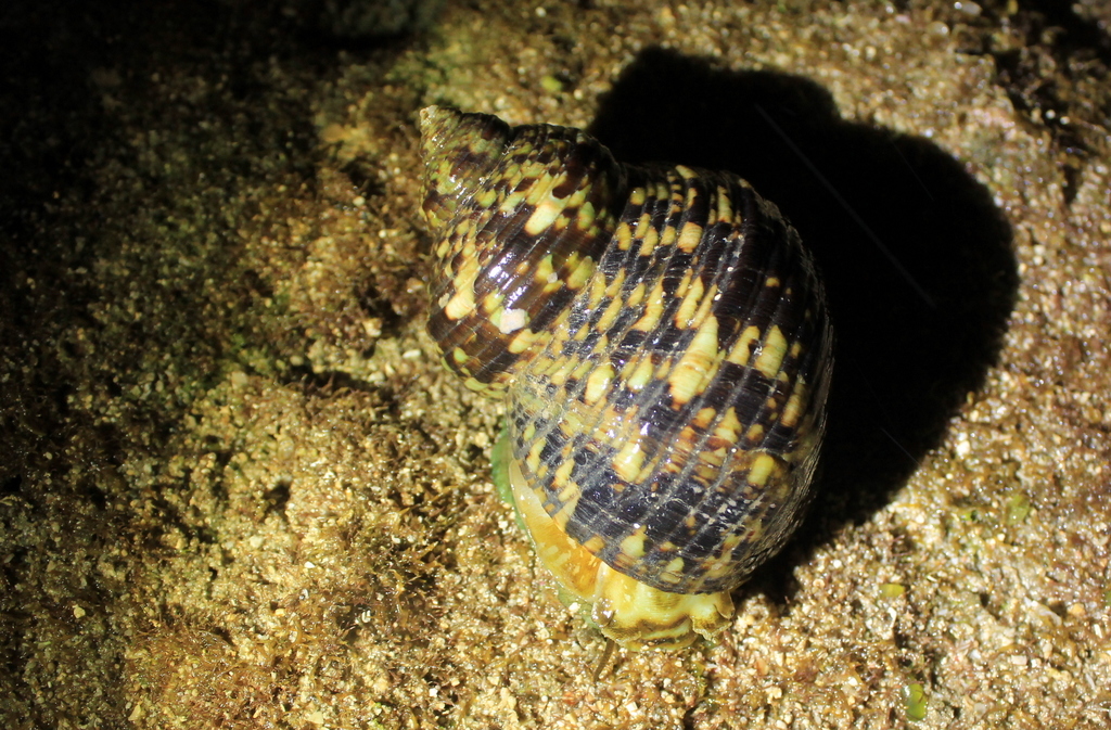 Turbo sparverius