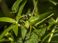 Neoconocephalus nebrascensis