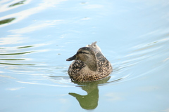 Anas platyrhynchos
