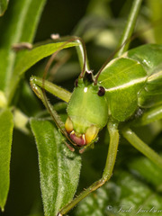 Neoconocephalus nebrascensis