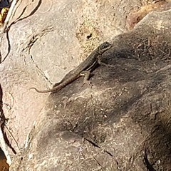 Tropidurus catalanensis