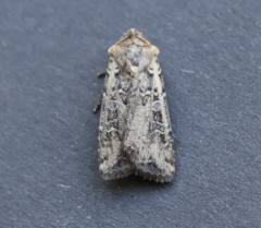 Euxoa ochrogaster